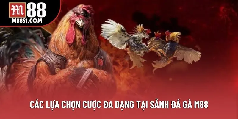 Các lựa chọn cược đa dạng tại sảnh đá gà M88 Các lựa chọn cược đa dạng tại sảnh đá gà M88